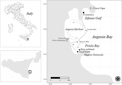 The Importance of Dead Seagrass (Posidonia oceanica) Matte as a Biogeochemical Sink